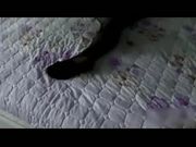 微信约的结婚不久的人妻偷情操逼