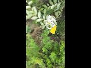 对白搞笑淫荡各种粗口大奶子女主播约个屌丝野战还说才知道尿尿是有个小眼