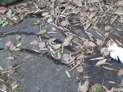 外站最新流出题材类作品长镜头拍公共场合内急的美眉们找个隐蔽处就开始放尿尿量都很足720P高清