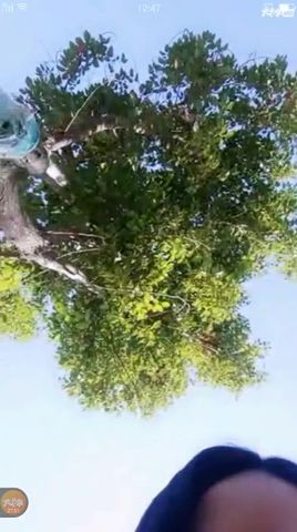 胆大网红主播西施猫大白天公园勾搭路人路边站立啪啪不够尽兴到车里继续玩呻吟超浪