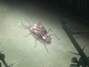 成人动漫漆黑的射手