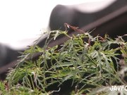 老家伙有一个好色的日本少女宝贝