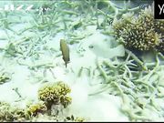 Milo Moiré行为艺术 变身蛙人 海底世界探索