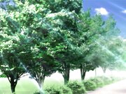 山姫の実 第二巻 真砂絵