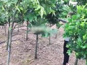 國產AV劇情高顏值美女大學生零元環島遊用身體換取免費住宿