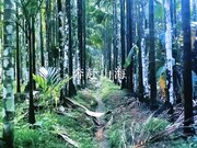 推特微博摄影大神【就MC】另类艺术情色结合作品集模特全是极品美女